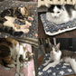 🐾Hot Sale 50% OFF🐱2025 New Upgraded Super Cosy Calming Pet Blanket