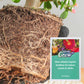 💥Last Day Promotion 50%OFF💥Slow-Release Organic Fertilizer In Stick Form For Indoor Plants（BUY 5 GET 10 FREE）