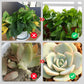 💥Last Day Promotion 50%OFF💥Slow-Release Organic Fertilizer In Stick Form For Indoor Plants（BUY 5 GET 10 FREE）