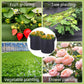 Micro Aerated Geotextile Plant Grow Bag（50% OFF）
