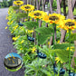🌻 Solar Sunflower Lights ✅ Waterproof & Auto On/Off | Glowing Garden Decor ✨