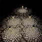 🌞 Solar Garden Stake Light ✅ Hollow-Carved Pattern & Auto On/Off | Elegant Outdoor Glow ✨